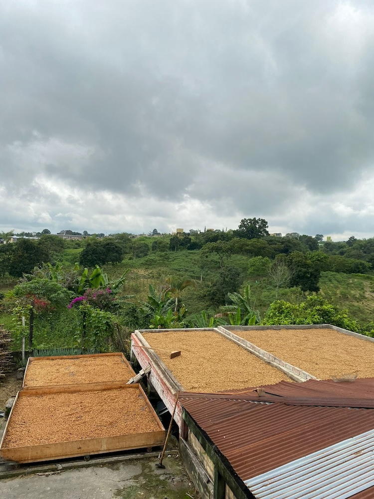 Plantacja kawy Finca Las Alegrias